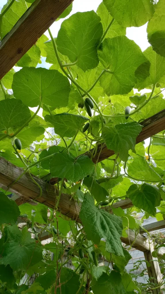 cucumber trellis, outdoors, close up